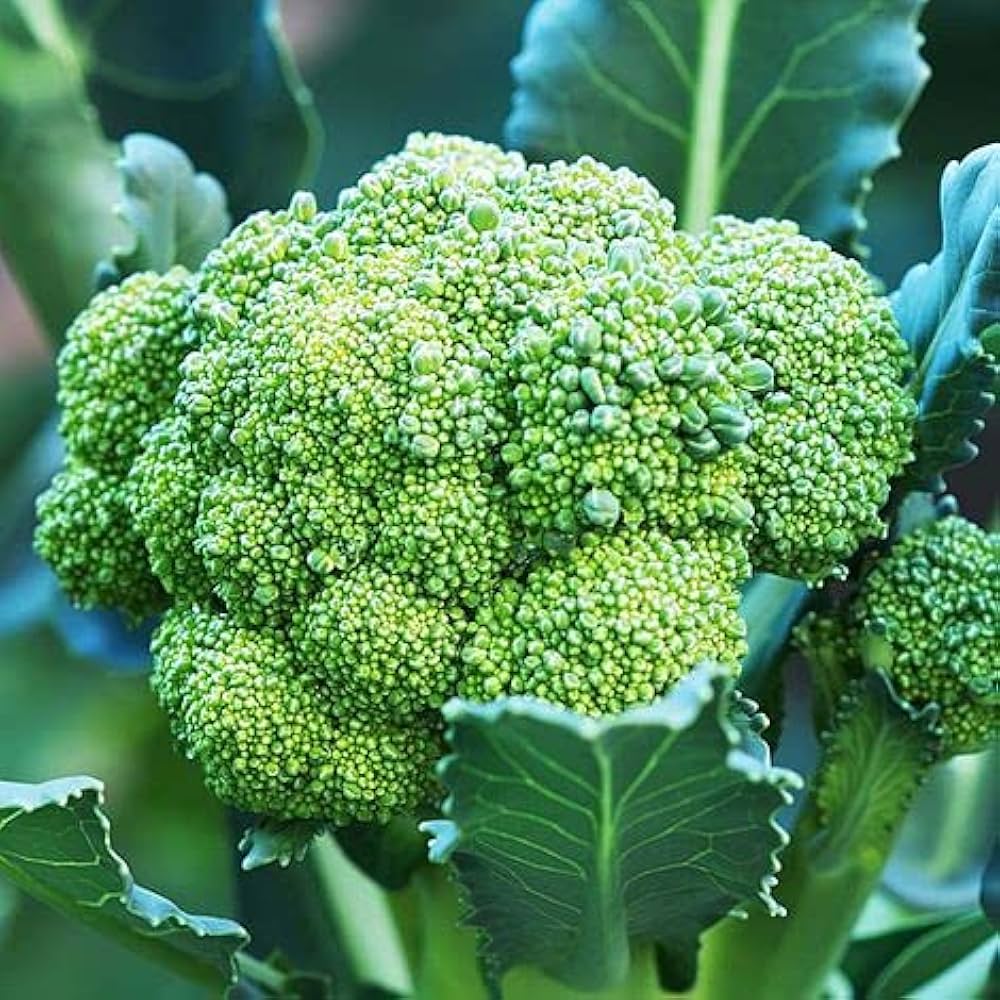 Brocoli