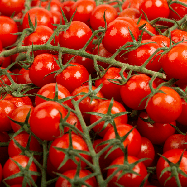 Tomate cerise BIO