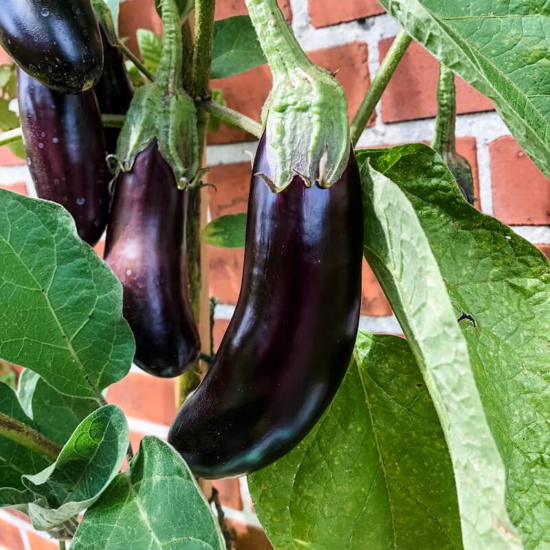 Aubergine