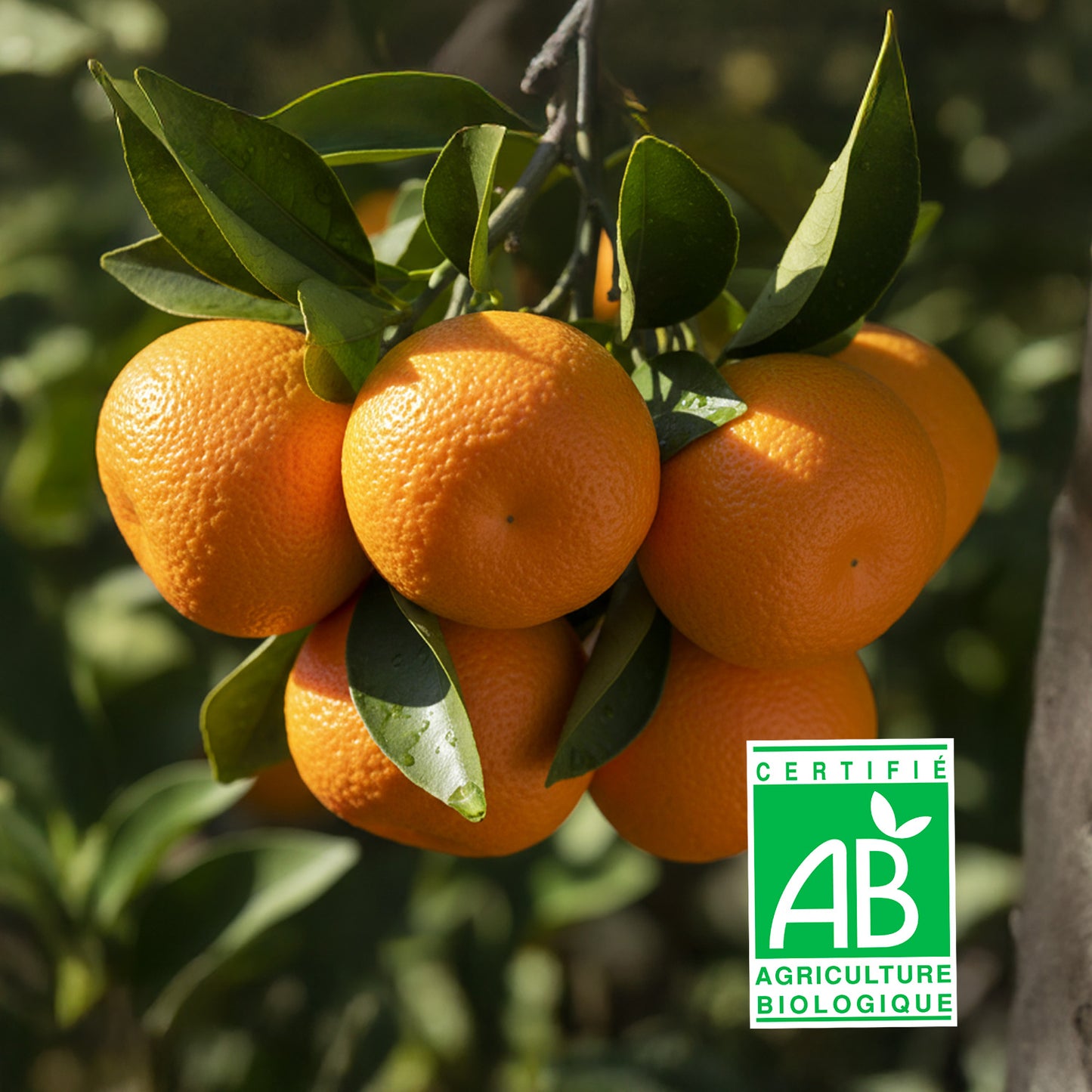 Clémentine de corse Bio