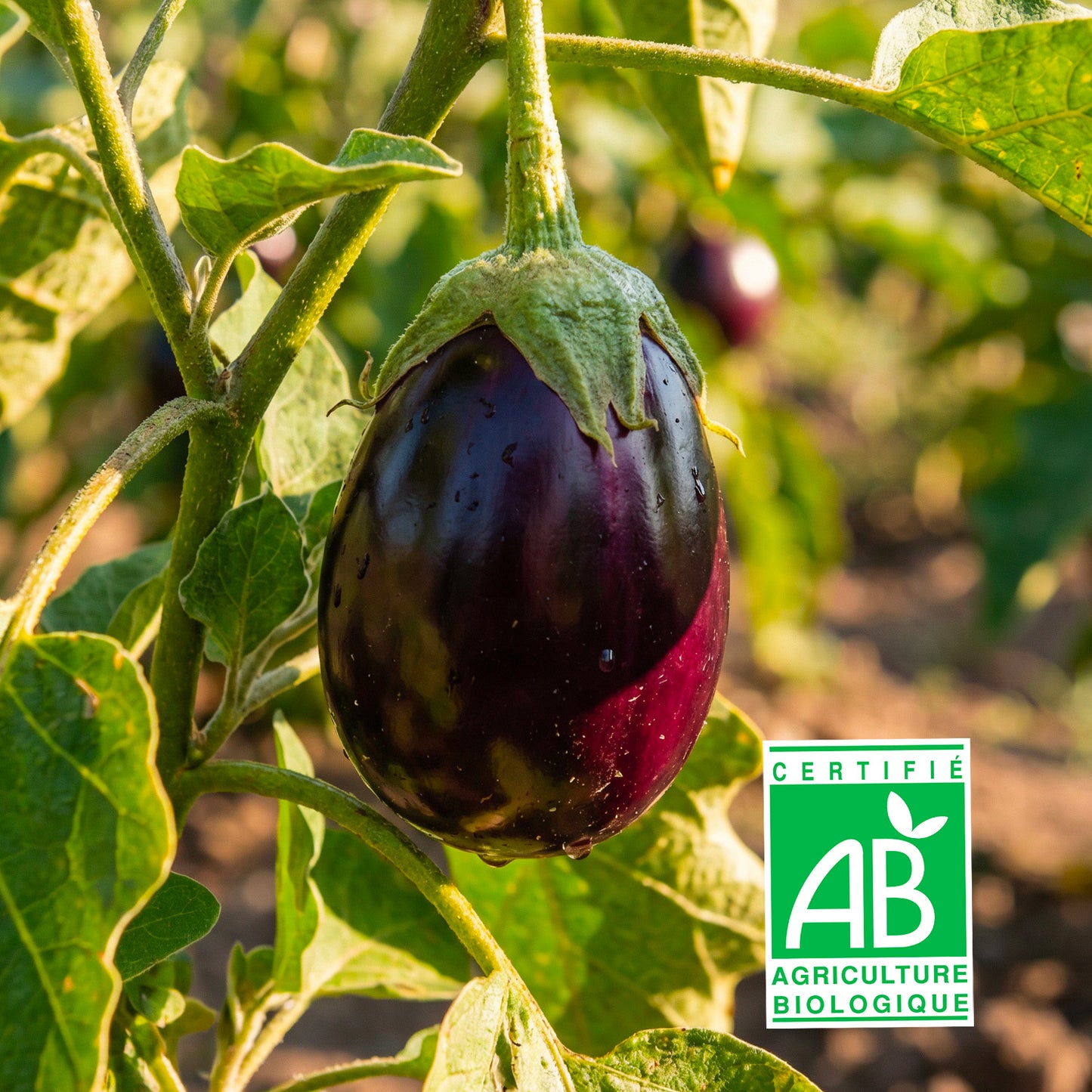 Aubergine Bio