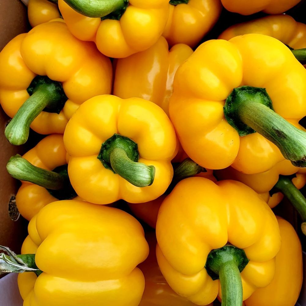 Poivron Jaune