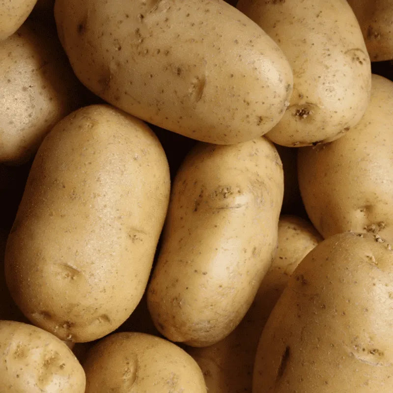 Pomme de terre Maiwen BIO