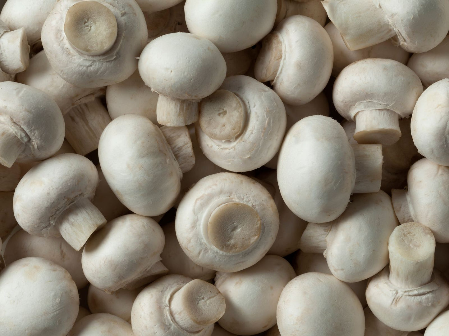 Champignon de Paris: Blanc