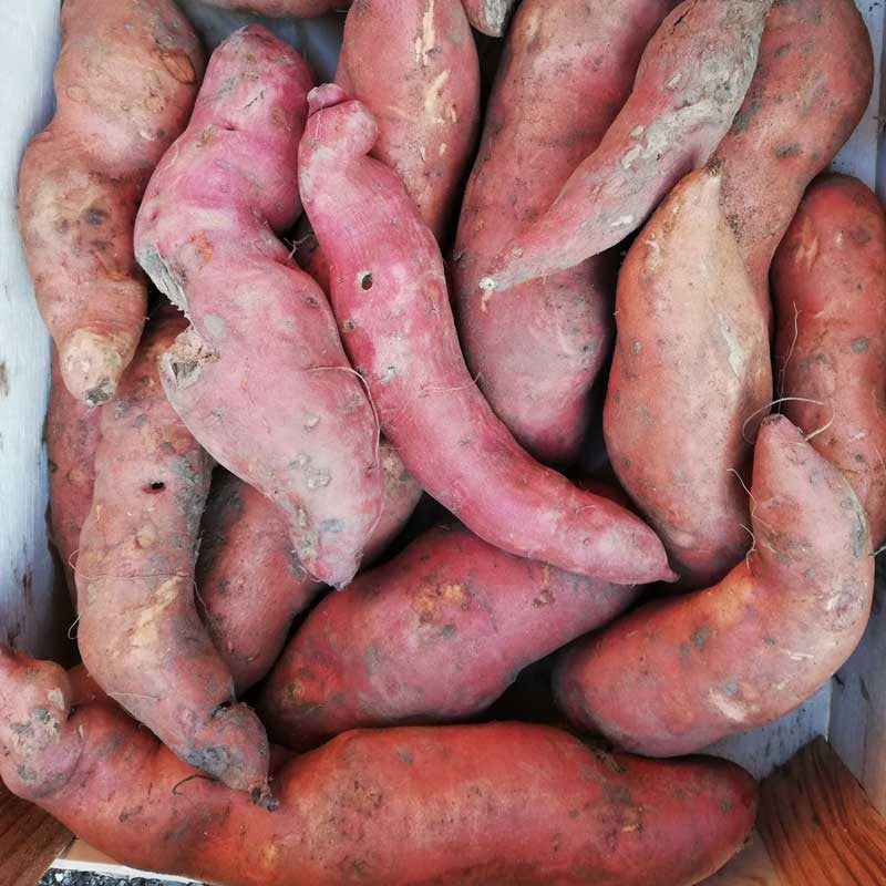 Patate douce Bio