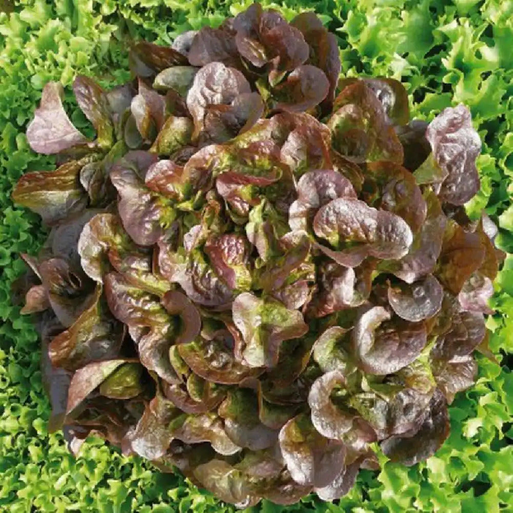 salade feuille de chene