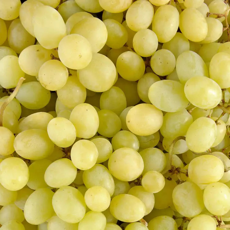 Raisin sans pépin blanc