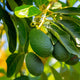 Avocat BIO