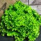 Salade Batavia