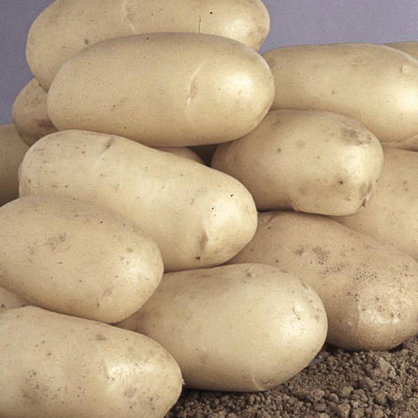 Pomme de terre "Charlotte"