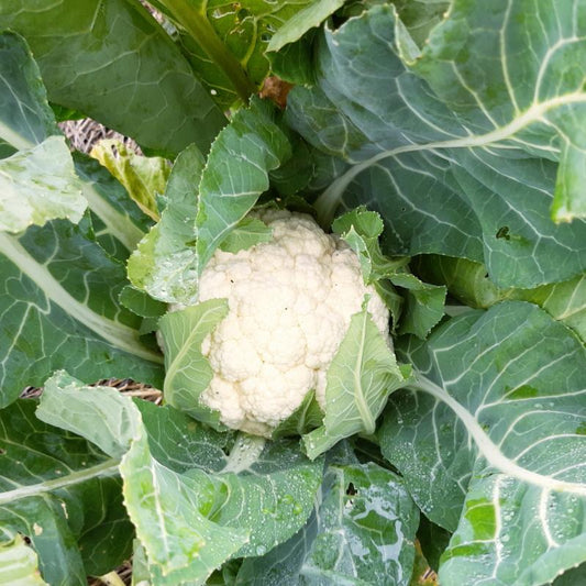 Choux fleur BIO