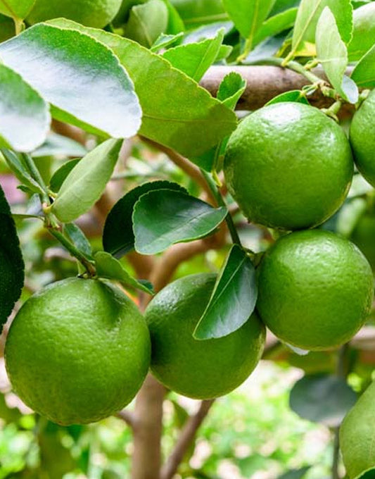 Citron vert