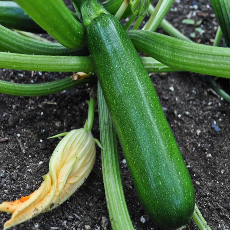 Courgette BIO