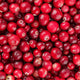 Cranberry Bio