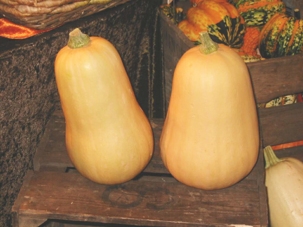 Butturnut