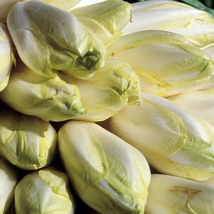 Endive BIO