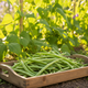 Haricot vert barquette équetté