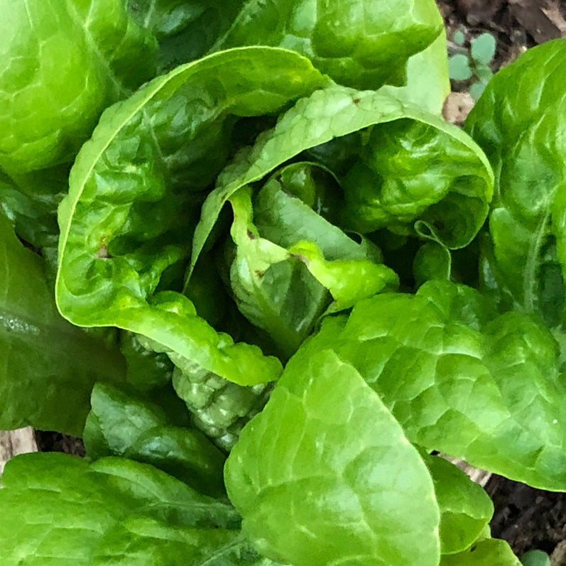 Salade Sucrine