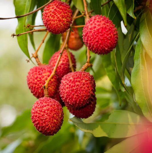 Litchi (Réunion)