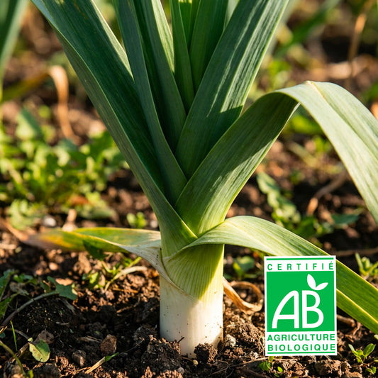 Poireau Bio