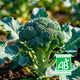 Brocoli Bio