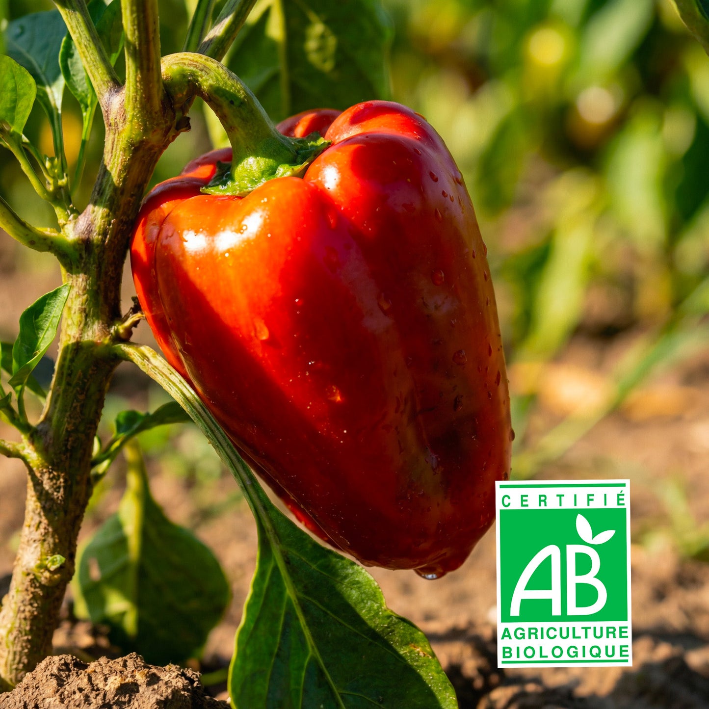 Poivron rouge Bio