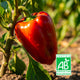 Poivron rouge Bio