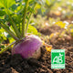 Navet Bio