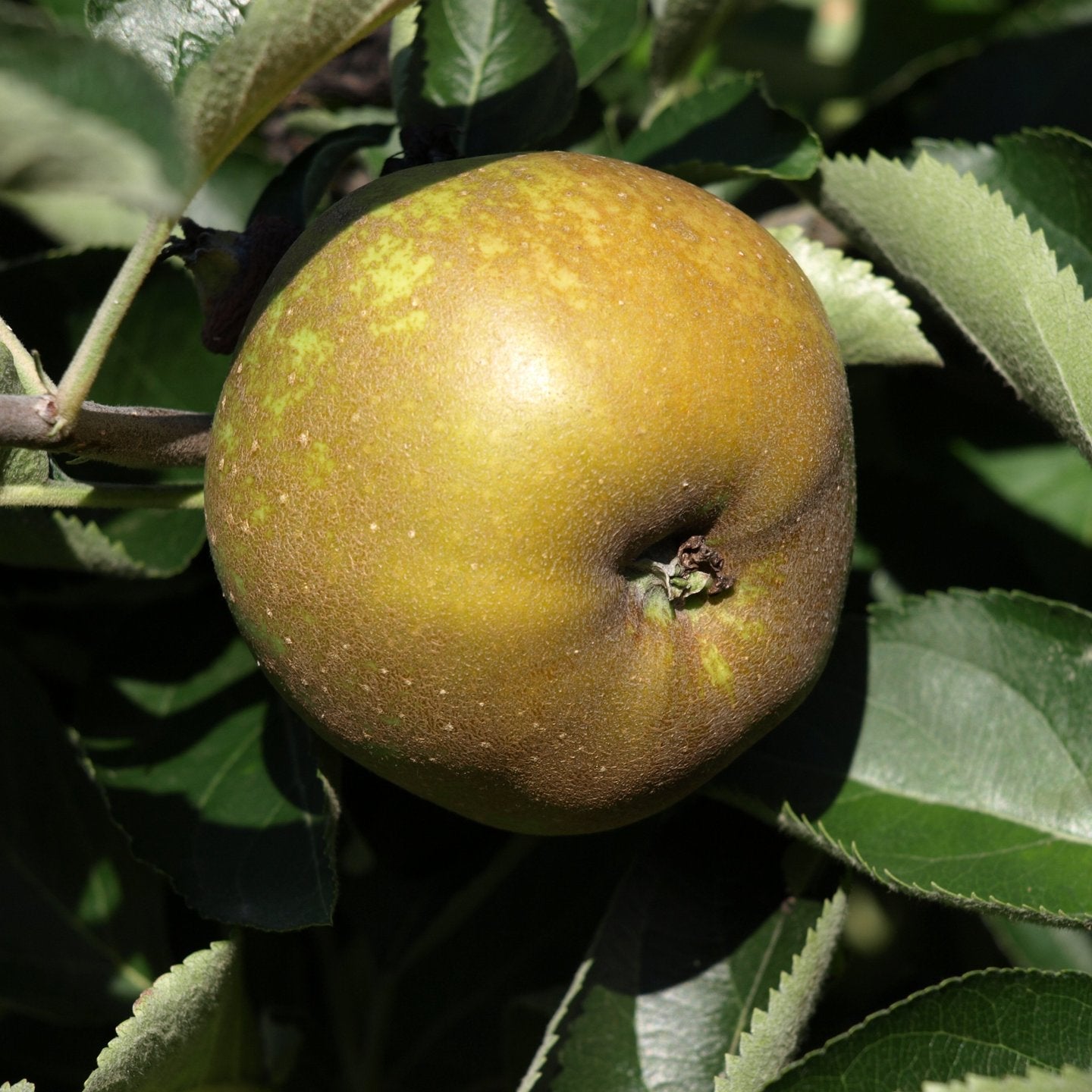 Pomme Canada