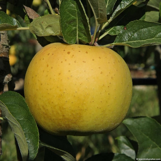 Pomme Chantecler