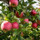 Pomme Pink Lady