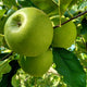 Pomme granny