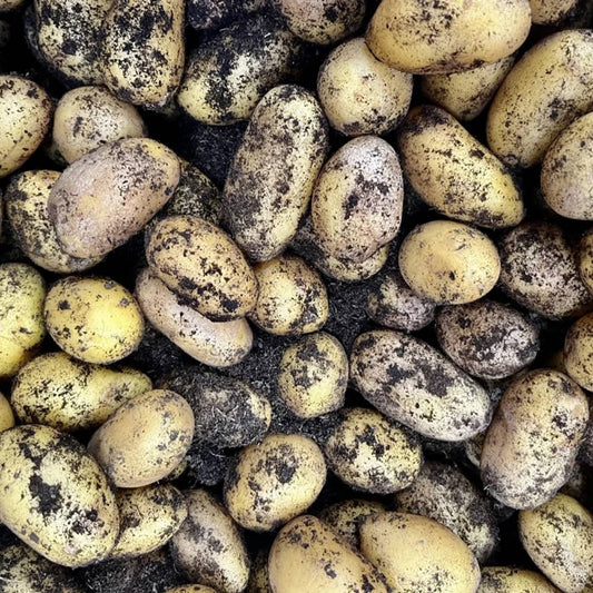 Pomme te terre grenaille Bio