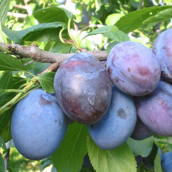 Prune président Bio