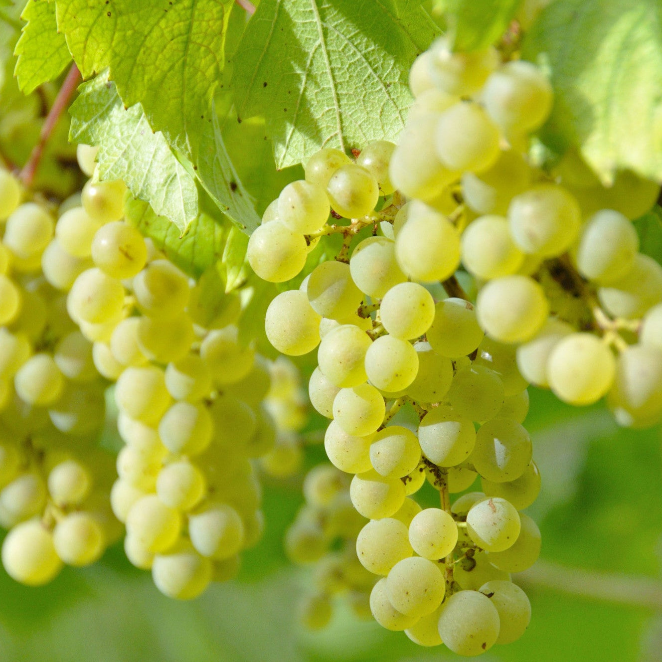 Raisin Chasselas Bio