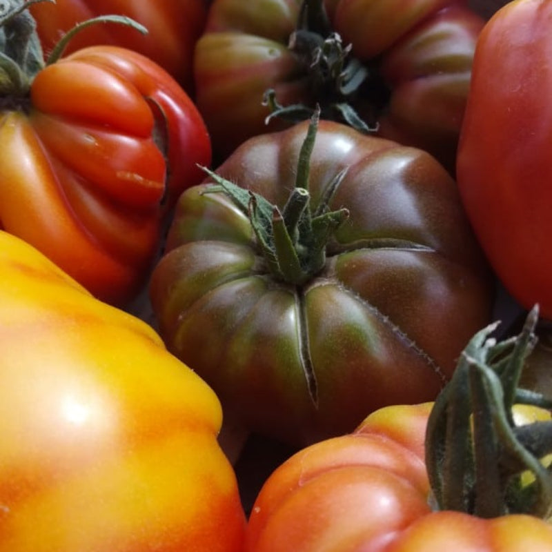 Tomates anciennes