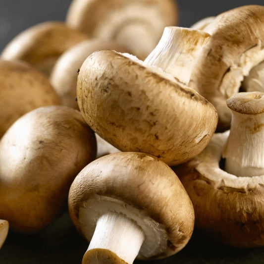 Champignon de paris BIO