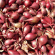 Echalotte Bio