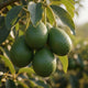 Avocat