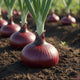 Oignon rouge