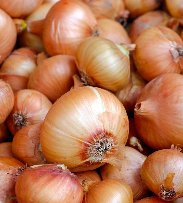 Oignon jaune