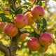 Pomme Gala
